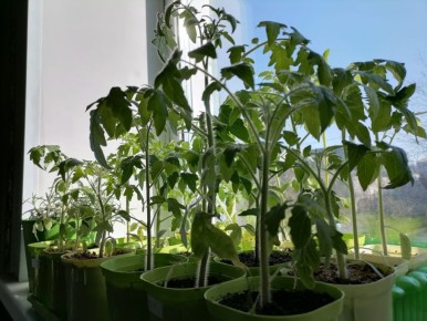 Как правильно подкармливать рассаду томатов: советы экспертов