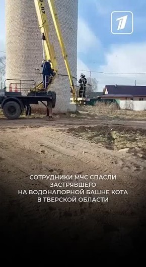 Сотрудники МЧС помогли коту, застрявшему на водонапорной башне в пгт