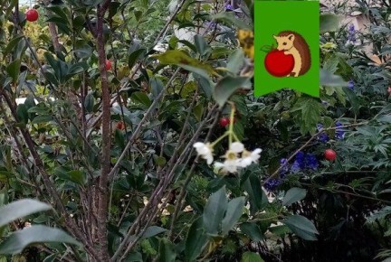 Почему вишня цветет осенью: неожиданное природное явление