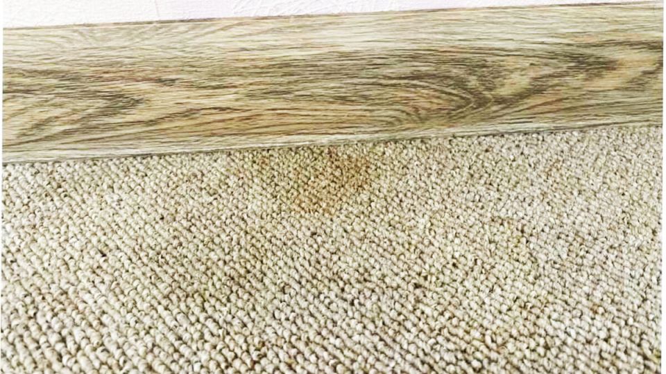 Как избавиться от запахов: секреты уборщицы ветеринарной клиники