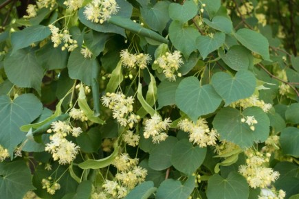 Удивительные и необычные сорта липы: от карликовых до мультиштамбовых