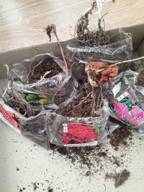 Неудачный опыт с тысячелистниками: только один сорт выжил