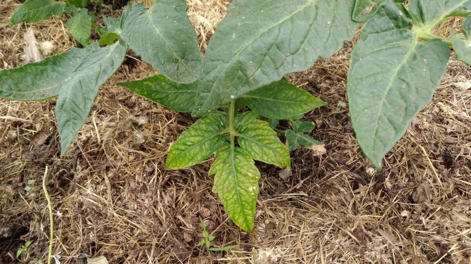 ������ ����� �������� �������� �� ������ ������ ������� � �����������