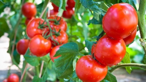 ��� ��������� ���������� �� �������� ������: ������� �������� ��������� �������