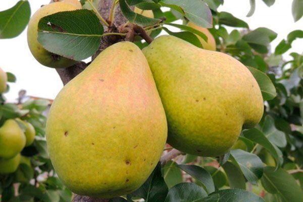 Груша сорта Ароматная: ваш идеальный садовый спутник