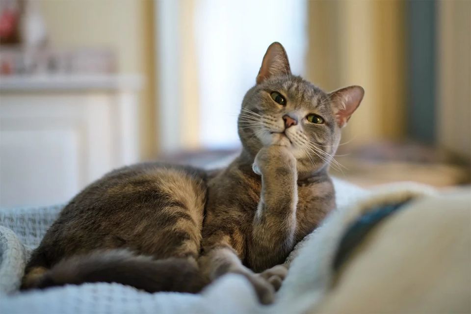 Как обновить сад: пошаговое руководство по успешной перепланировке