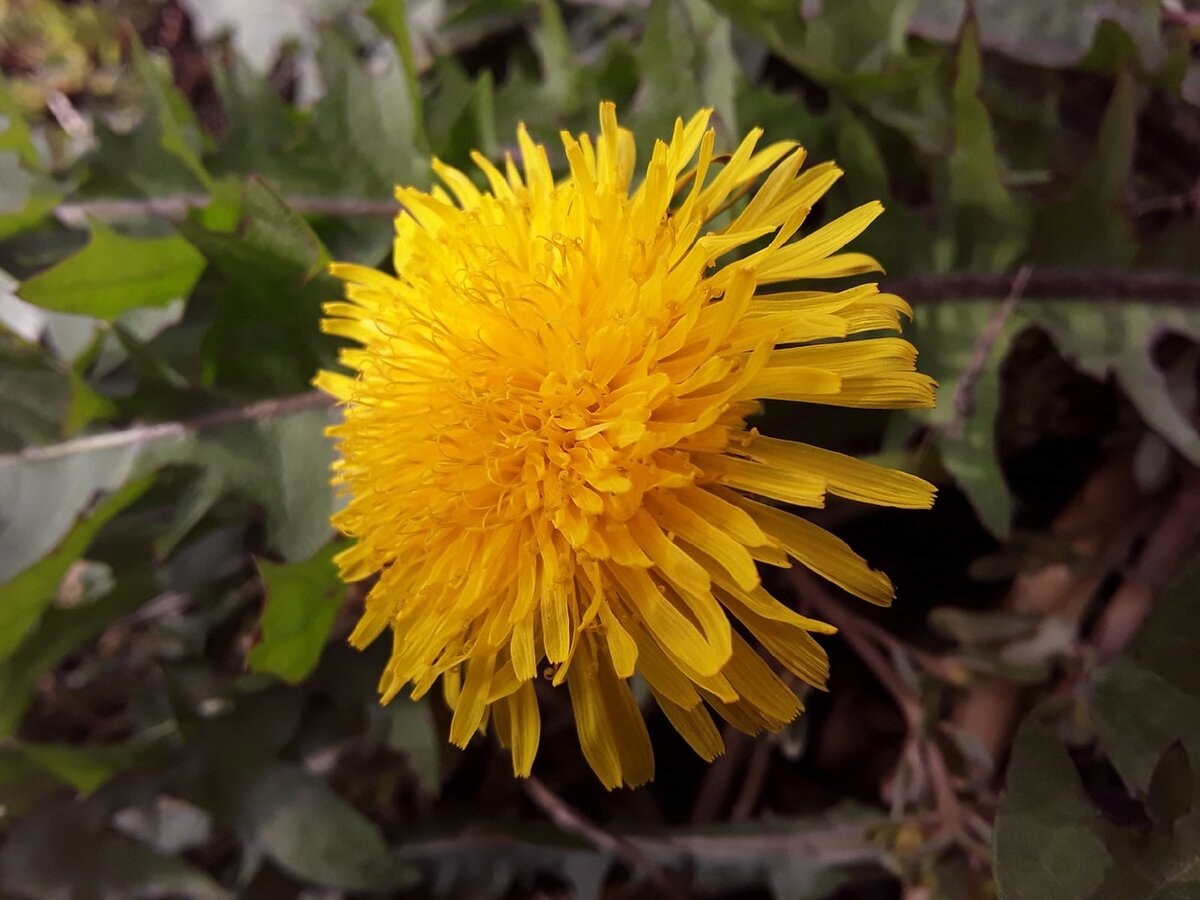 Уборка сада в октябре: новые идеи и практические советы по уходу