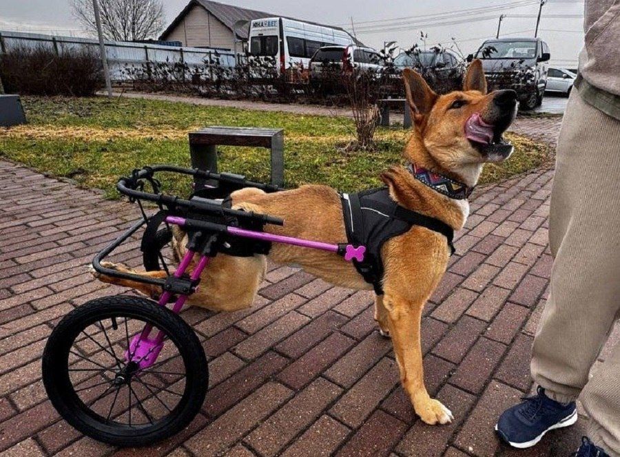 ������-������� �� �������� ������� �������� ����� �������