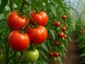 Осенняя хитрость: как помидоры могут принести урожай раньше всех