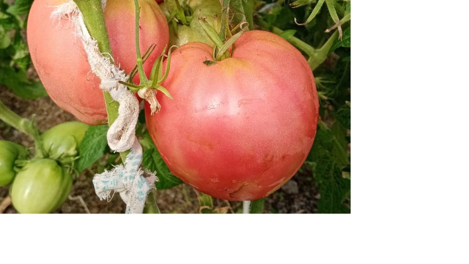 ������� ��������� ����������� �������: �� ����� � ������