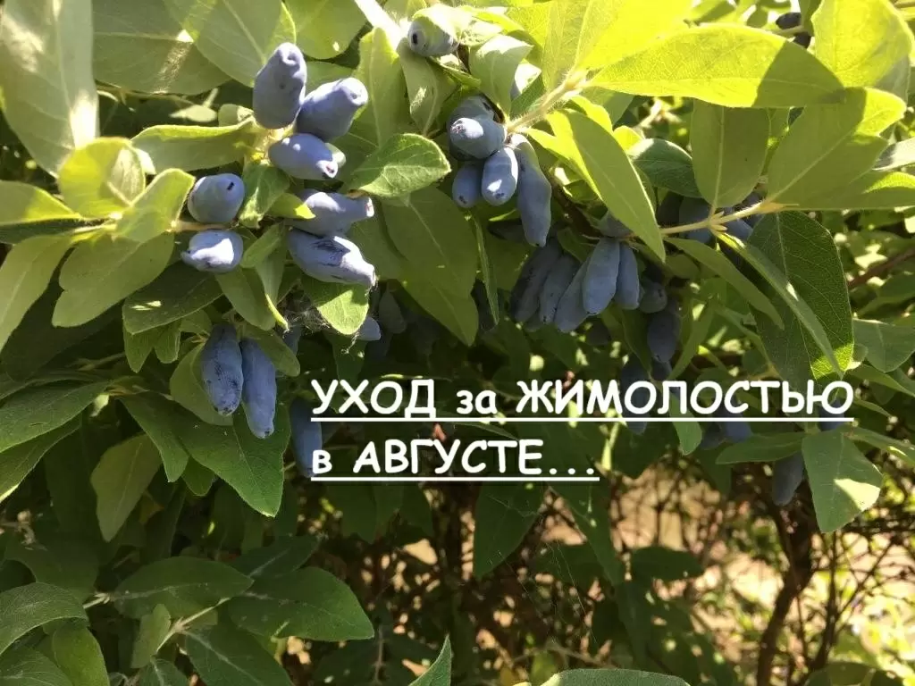 Уход за жимолостью в августе: главные секреты для щедрого урожая в следующем году