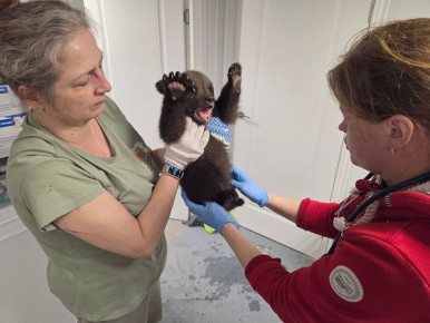 В Тверской области трем прибывшим малышам-медвежатам дали имена