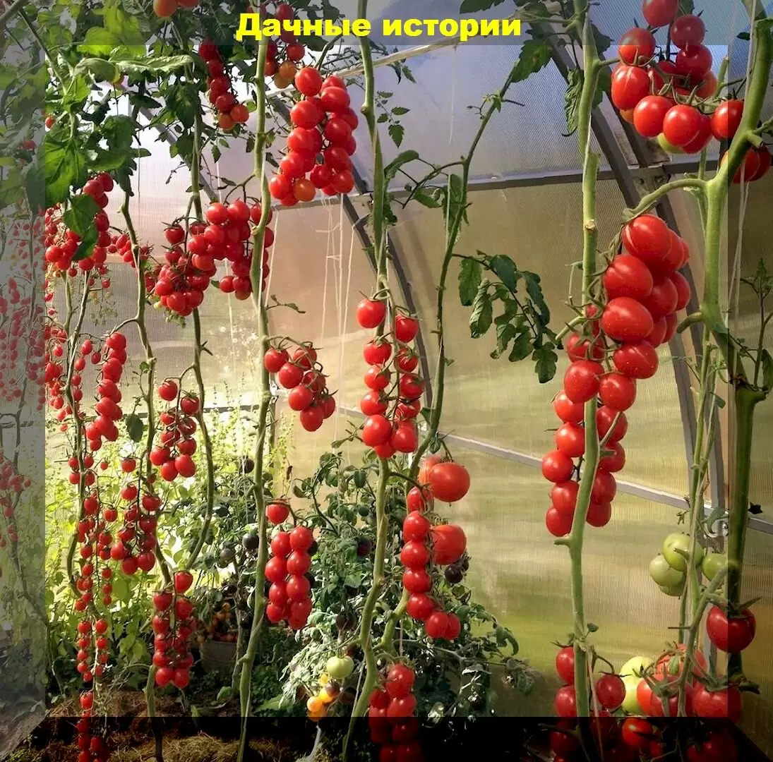 Томаты в августе: 7 проблем, о которых важно знать каждому дачнику