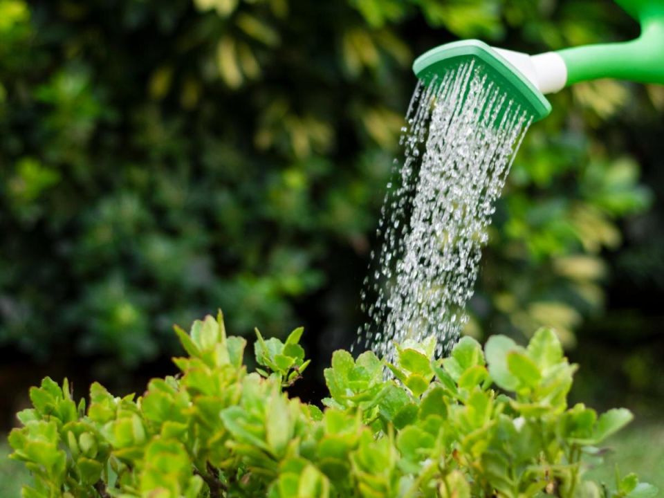 ��� ����� � ���� ����� �������� ��� ���: �������� ������ � ������