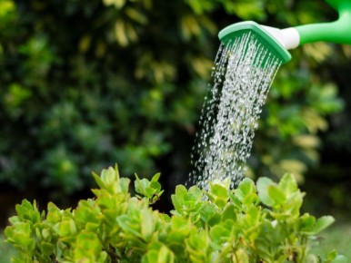 Как полив в жару может погубить ваш сад: основные ошибки и советы
