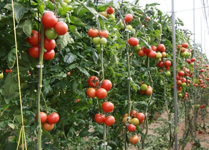 ����������� �������� ������: ��� �������� ��� �������������� �����