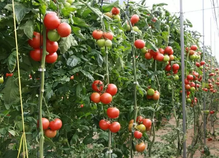 Возрождение томатной грядки: что посадить для восстановления почвы