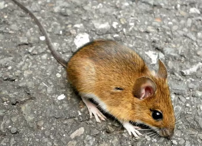 Эффективные методы защиты тюльпанов от мышей: советы опытных садоводов