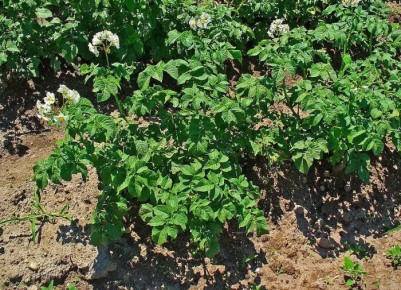 Ожидаем высокий урожай: популярный метод посадки картофеля