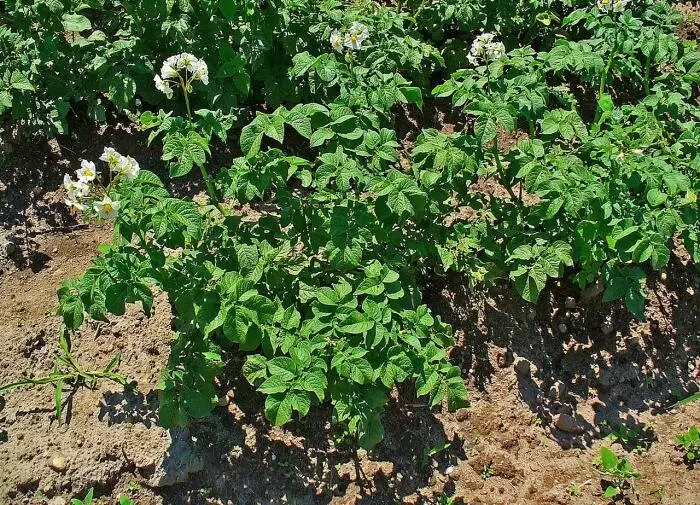 Ожидаем высокий урожай: популярный метод посадки картофеля