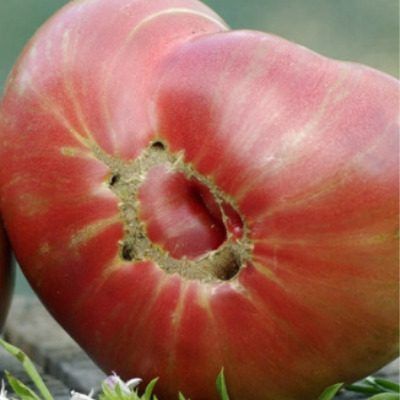 ���� ������ �����: ����� � �������� ���������� ��� ������ �������