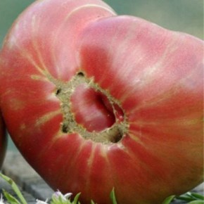 ���� ������ �����: ����� � �������� ���������� ��� ������ �������