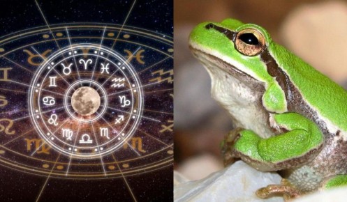 Лягушки и Знаки Зодиака: Кого вы представляют?