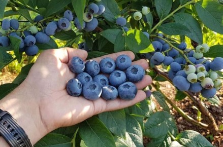 Голубика: как начать успешный бизнес на ягодах