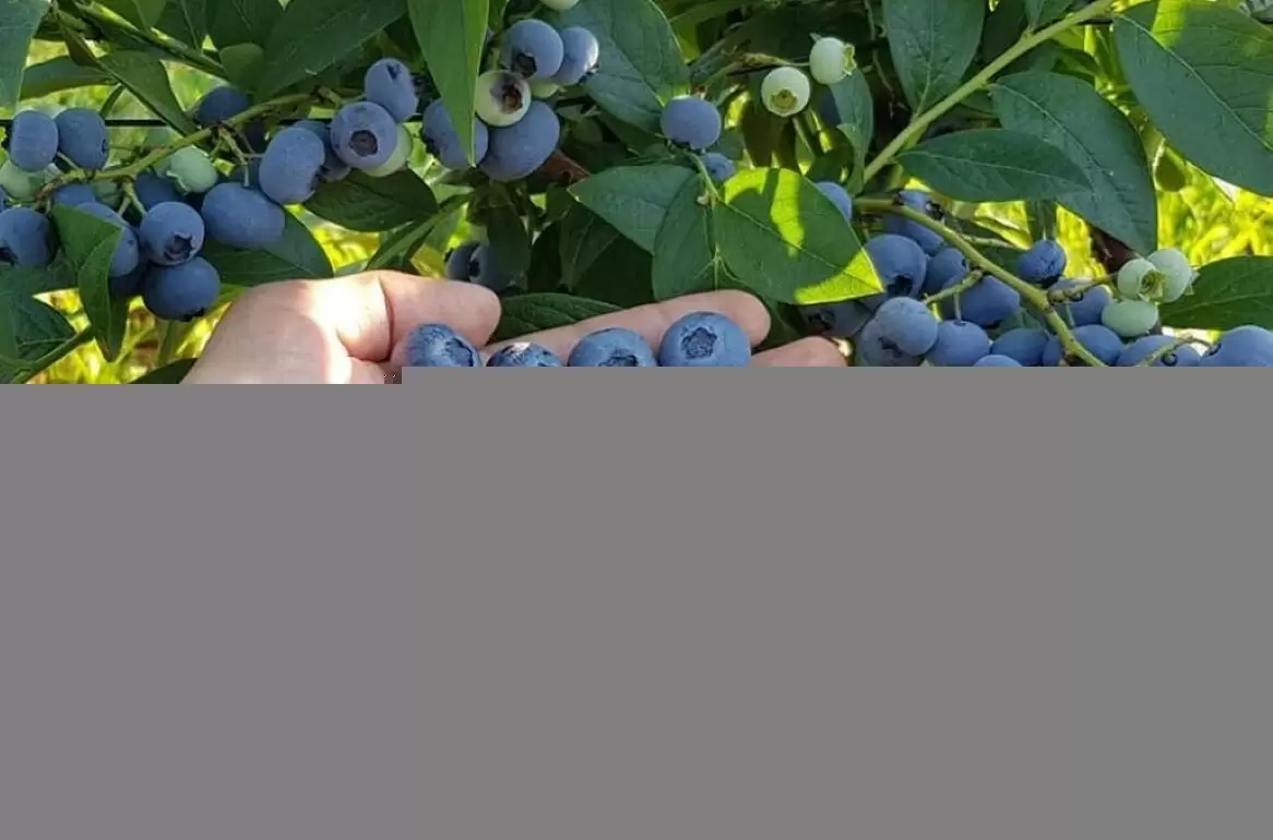 Голубика: как начать успешный бизнес на ягодах