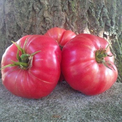 ����� ������� �������: ������� ����� � �������� � �����