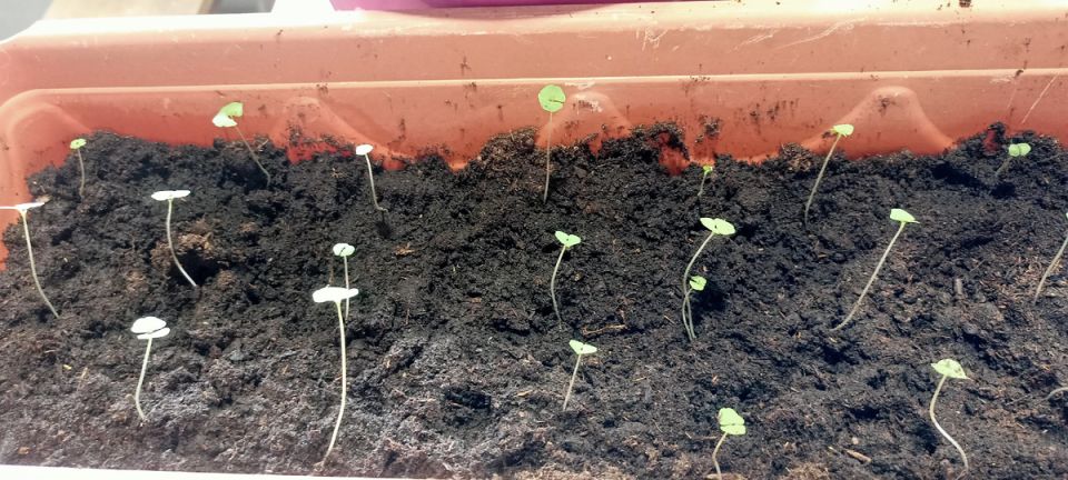 ������� ��������� ����������� ���: ���� � ������