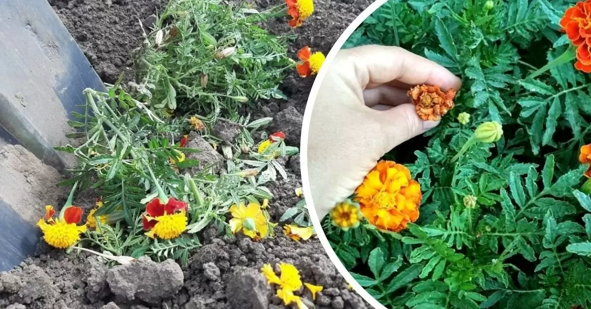 Как бархатцы превращают вашу землю в урожайный оазис