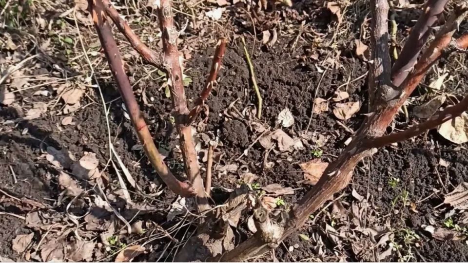 ��� ����� ������� ������ ����������� ����: ������������ ���� ��������