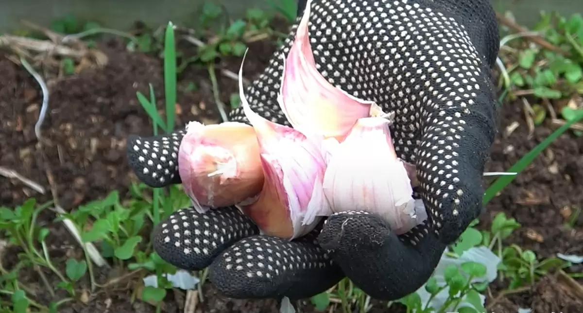 Как посадить озимый чеснок: секреты богатого урожая