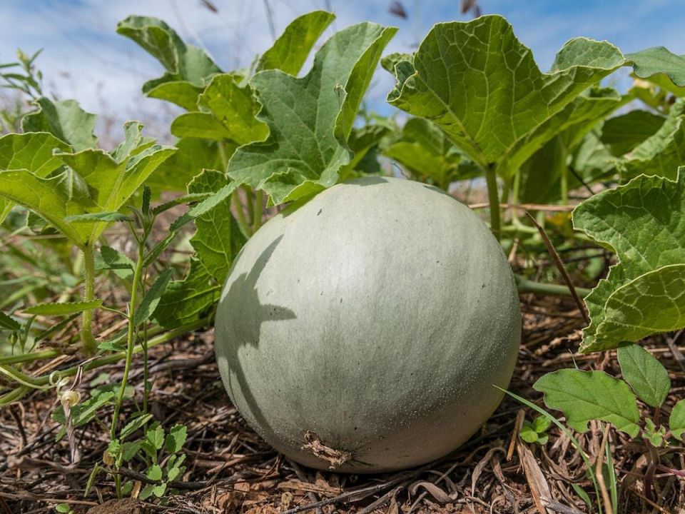 ��� ��������� ������� � ��������� ����: ������� ������