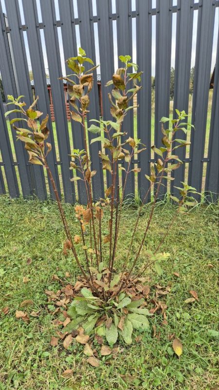 ������������ ���������: �� ������� �� ��������