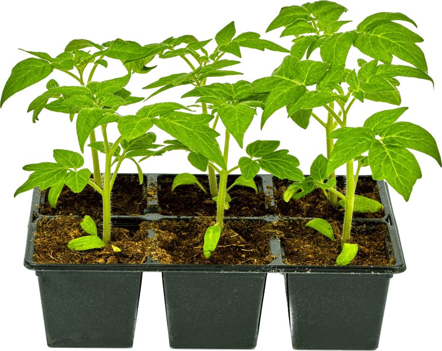 ��� ��������� ��������� �������: 8 ����� � ������ ��� ������