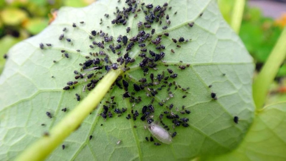 ��� ���������� ���������� � ���� �� ����� �������: ������� � ����������� ������