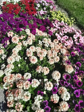 Цветы, которые завораживают: открываем мир вербен