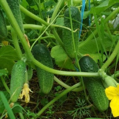 ������������� ������ ������ ��������: ������� ��������� ����� � ����� ������