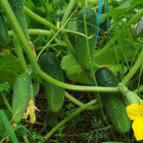 Самоопыляемый гибрид огурца Здравень: секреты успешного роста и сбора урожая