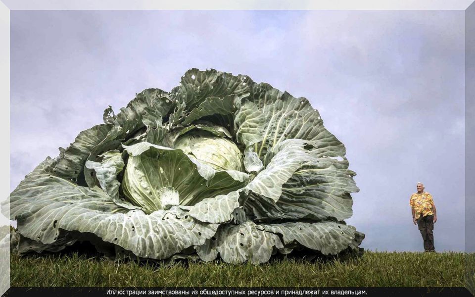 ��� ��������� �������� ������� �������: ������, ������� � �������� ��� �����������