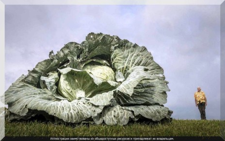 ��� ��������� �������� ������� �������: ������, ������� � �������� ��� �����������