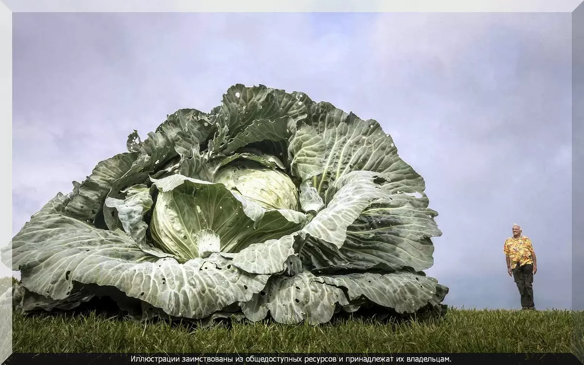 Как вырастить здоровую рассаду капусты: советы, секреты и хитрости для огородников