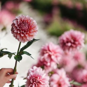 ������� ��������� �������� ���������