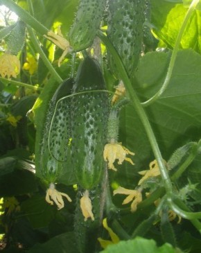 ������ ��������: ������ ������ � �������������� ����