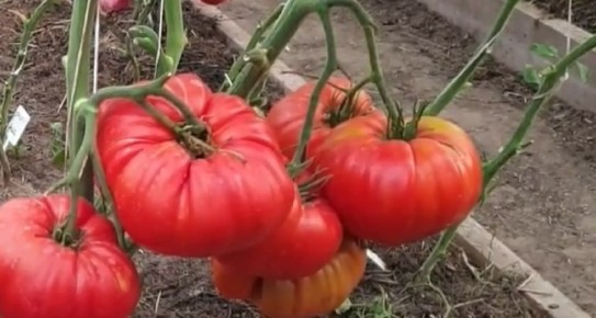 ���-3 ����������� ����� ������� ��� ��������� ������ �� 2025 ���