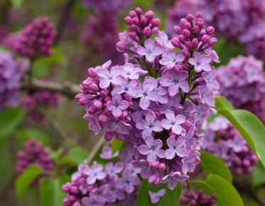 ������: ������ ����� � ������� �����