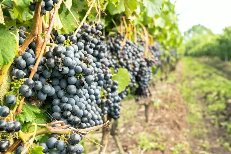 Минсельхоз сохранит поддержку виноградарства и виноделия и продолжит развивать отрасль
