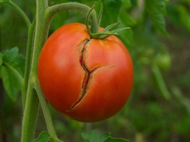 ������ ���� �������� ����������: ������� ������� � ������ �� �����